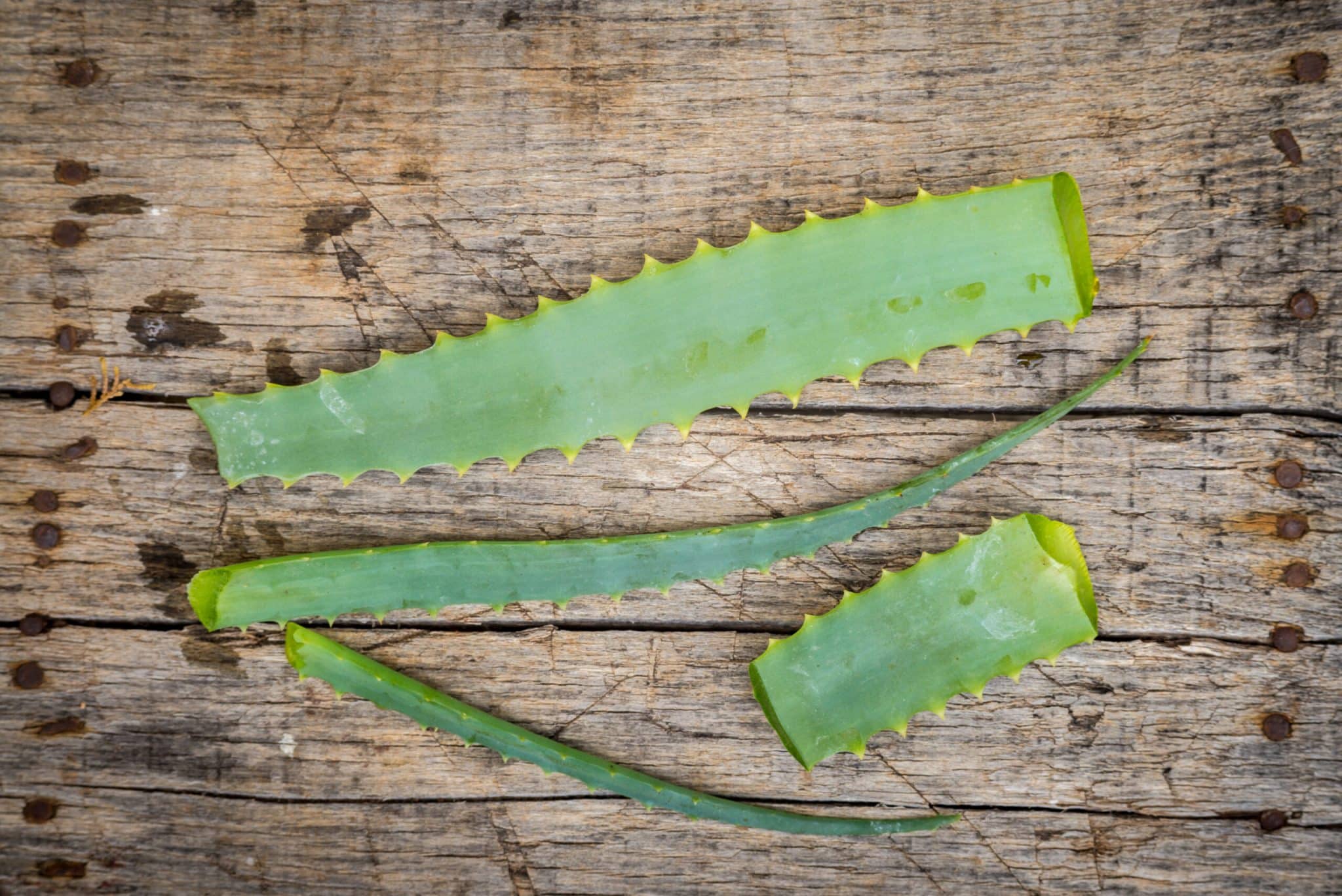 cómo cultivar aloe vera