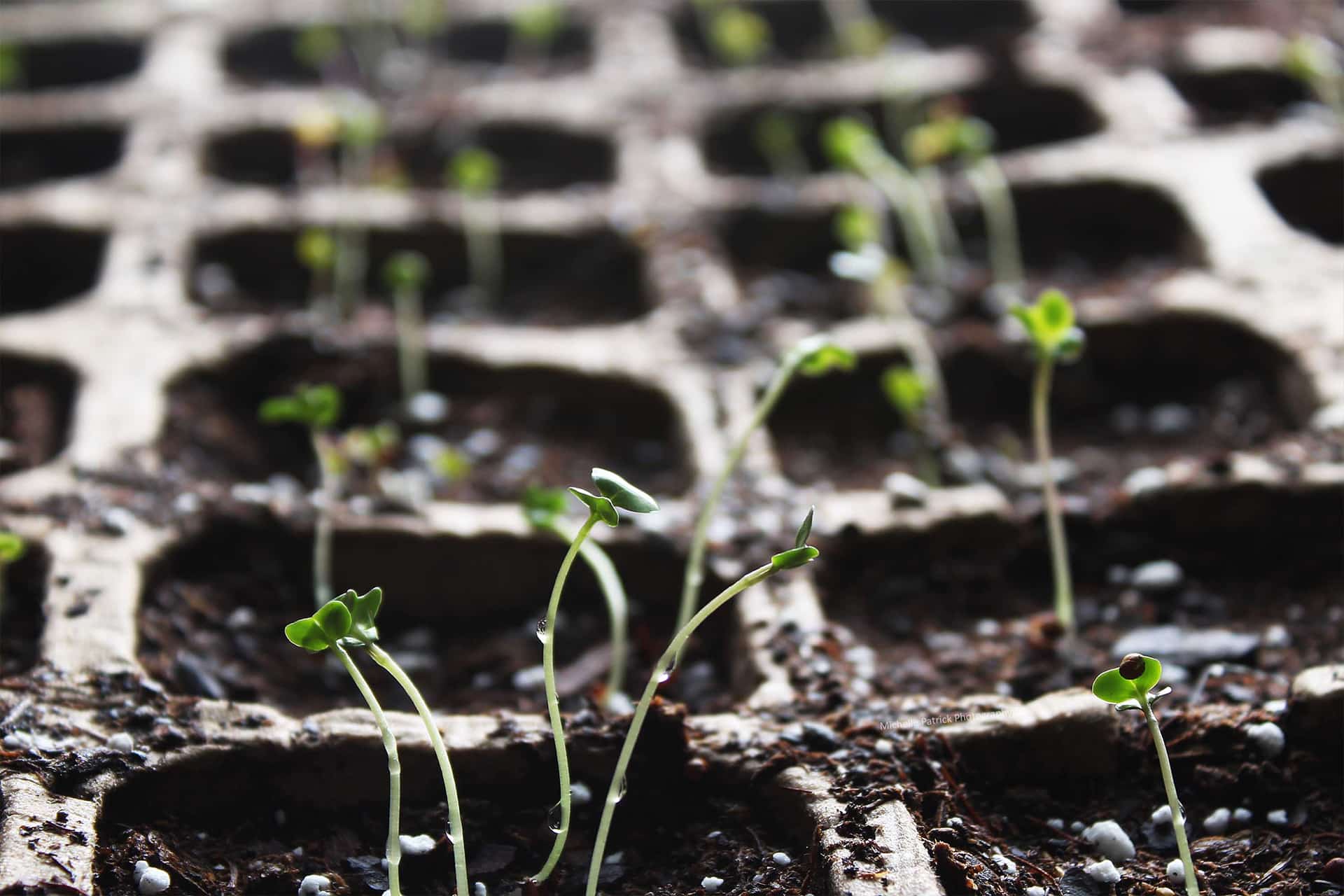 5 Piezas semilleros de germinacion,Semillero Bandeja,Bandejas de Inicio de  Plántulas Semillas,Bandeja de Germinación de Semillas,Bandejas de Cultivo  de Invernadero para Cultivo de Semillas y Plantas: : Jardín