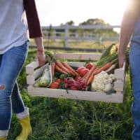 tipos de cultivos