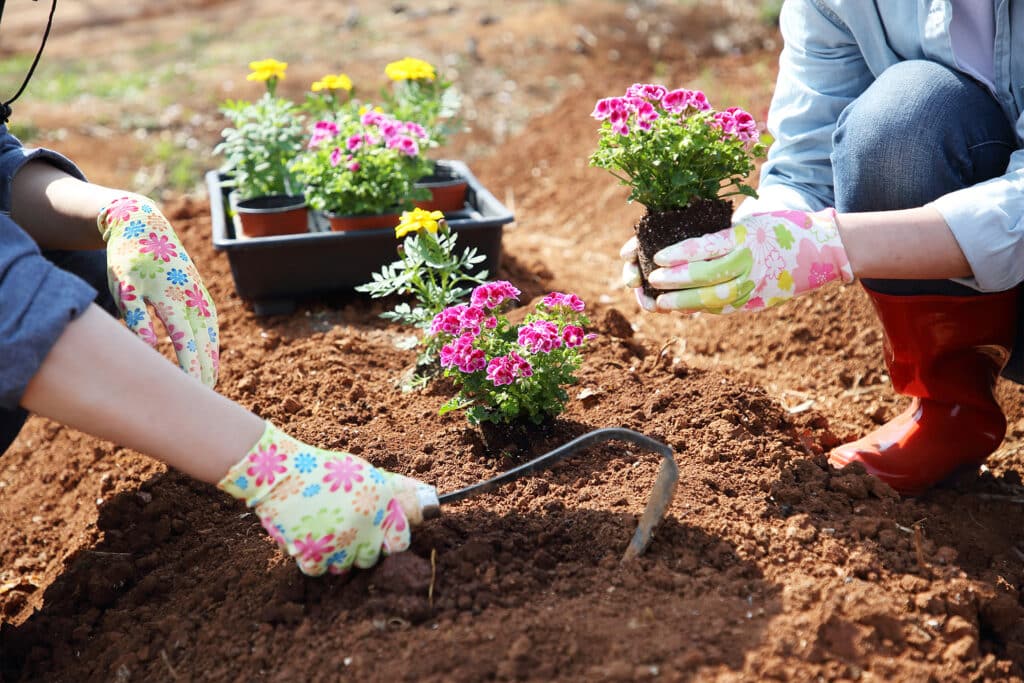 ¿Cómo Trasplantar Una Planta? - Sistemas Hortícolas Almería